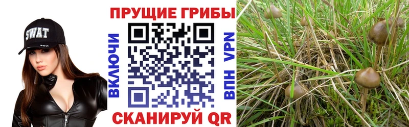 Галлюциногенные грибы MAGIC MUSHROOMS  Дубна 